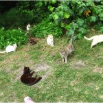 Herding the Smart Cats: IT Change Leadership