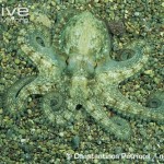 A camouflaged octopus has much to teach organizations about thriving in business ecosystems. Image: Arkive.com.