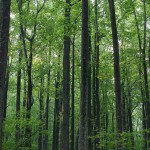 The Forest and the Trees: Managing Business Ecosystems