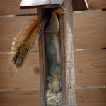 Squirrel Proof Birdfeeder