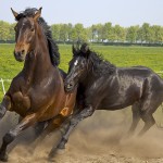 Wild Horses. Image by cone_dmn on flickr